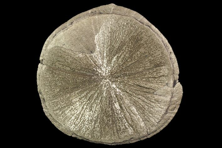 Beautiful, Pyrite Sun - Sparta, Illinois #105647